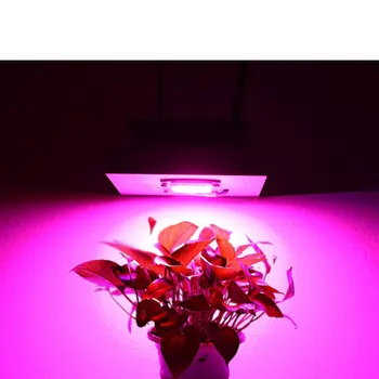 50 W 100 W 150 W 200 W 250 W DIY COB AC LED Svjetlo 300 W Cijeli Niz Za sobno Medicinskih biljaka Svjetlo za Domaće Vrt