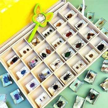 Novi pravi uzorak smole i insekata lopata buba skakavci rak buba pčela mrav pauk školjke kolekciju ukrasa za dom Dar